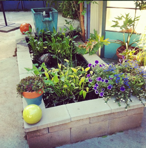 Urban Oasis garden in June