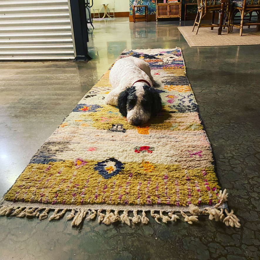 Ollie on the Moroccan Rug