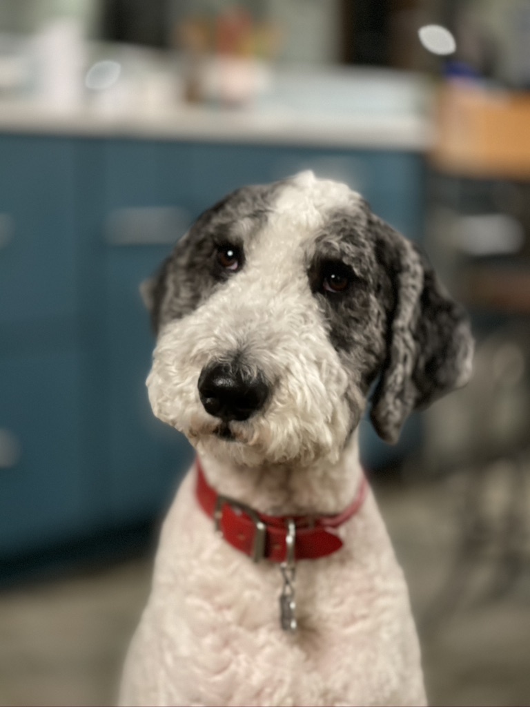 Ollie the Sheepadoodle