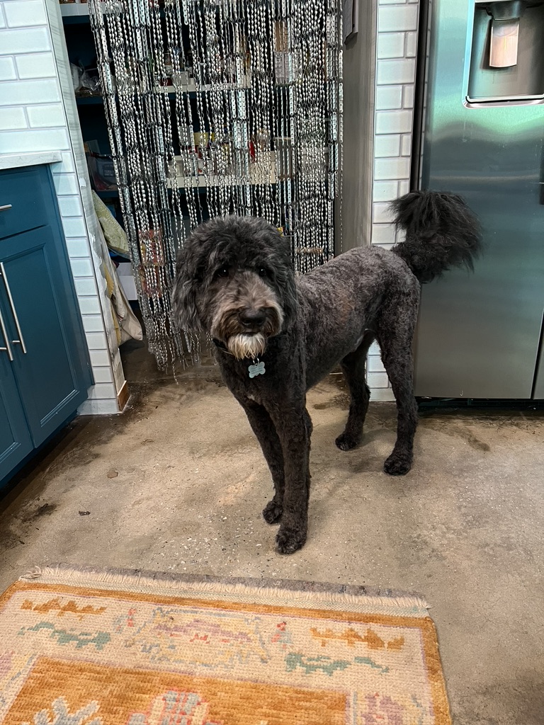 Charlie the Sheepadoodle