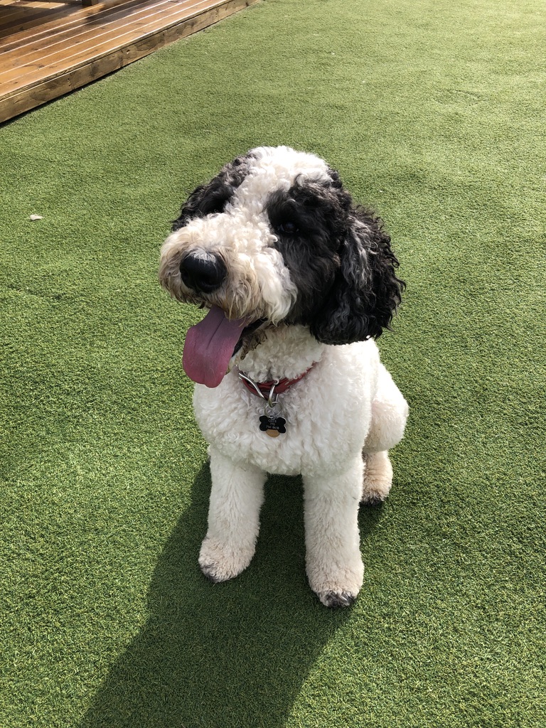 Ollie at Fetch  Dog Park
