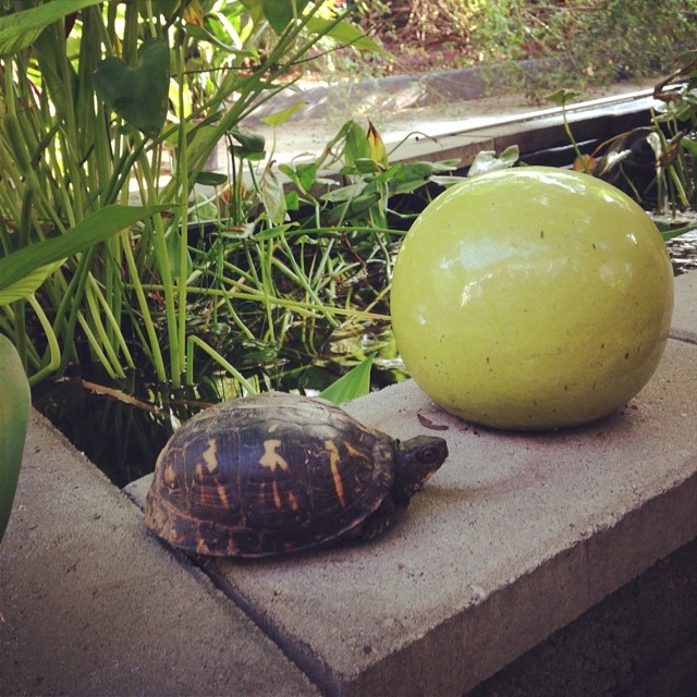 I found a turtle in my garden this morning. I think that must be a sign of good luck. It really is an Urban Oasis.