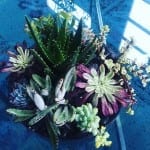 Started with Succulents