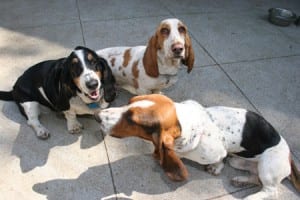 Bassett Hounds at the Urban Oasis Bed and Breakfast
